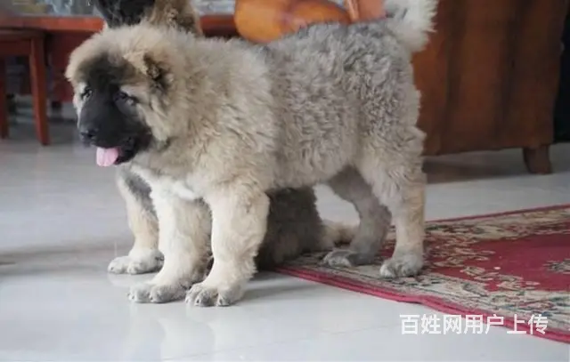 纯种熊版高加索.高大威猛.力量象征 - 图片 6