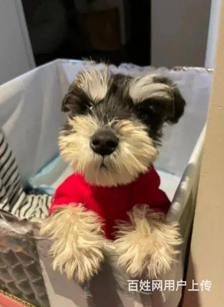 纯种雪纳瑞幼犬小狗 可爱椒盐雪纳瑞 身体健康找新家 - 图片 6