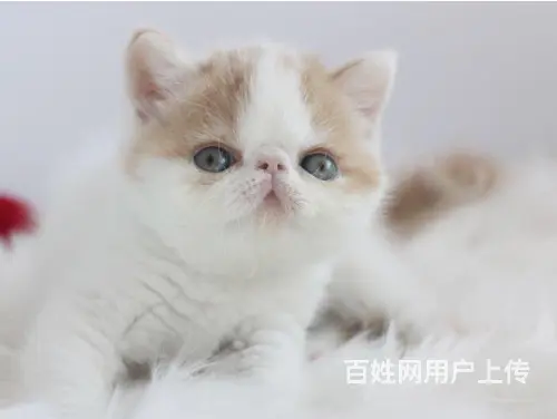徐州家繁殖纯种加菲猫,可以上门挑选，价格美丽 - 图片 1