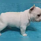 新乡法斗犬舍基地常年出售纯种法斗双血法斗幼犬