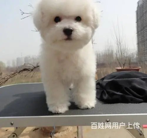 纯种比熊 小体比熊 带证书芯片出售中 - 图片 9