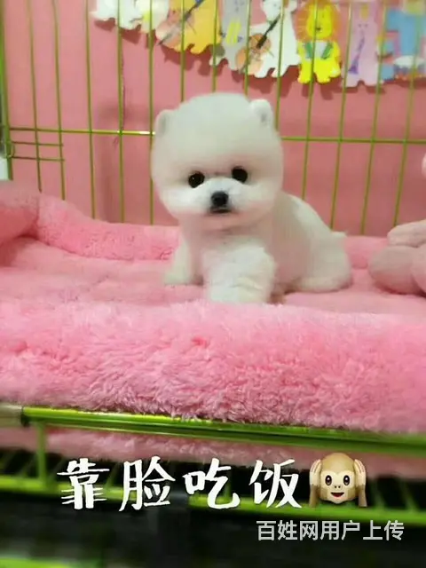 出售纯种哈多利球体博美幼犬. 终身质保 签署协议 - 图片 2