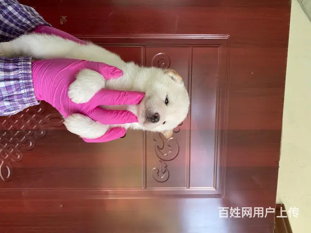 纯种柴犬出售 - 图片 4