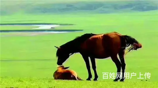 呼伦贝尔根河漠河三日游呼伦贝尔包车便宜呼伦贝尔包车出游 - 图片 2