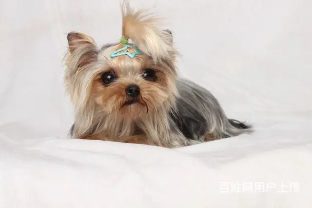 赛级约克夏犬,保健康,签合同,可送货上门 - 图片 8