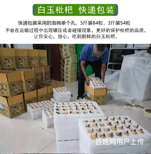 72颗特大果.本地苏州东山白玉白沙枇杷新鲜采摘 - 图片 11