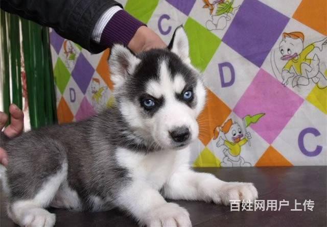 三火雙藍眼 小哈雪橇犬 哈士奇幼犬 純種健康籤合同的圖片