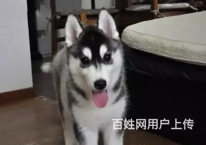 邢台哈士奇多少钱一只 邢台哈士奇怎么卖 哈士奇价格 - 图片 10