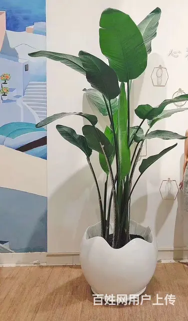 珠海绿植租赁服务 - 图片 6