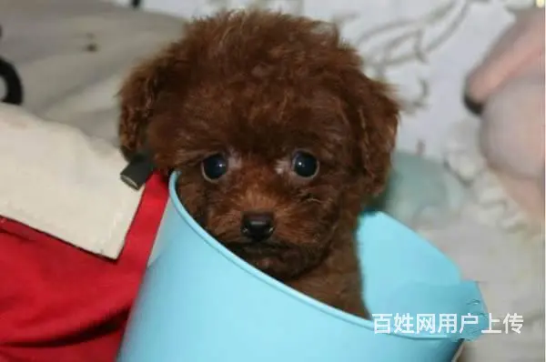 精品泰迪犬出售 玩具体 茶杯体 包纯种健康 可刷卡 - 图片 9