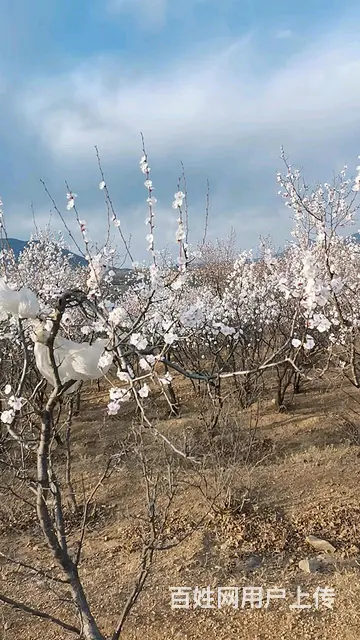 出售荒山25万 - 图片 1
