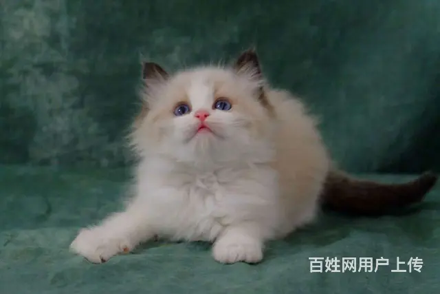 那有布偶猫卖的 蓝双色 开脸正波斯系多少钱 - 图片 6
