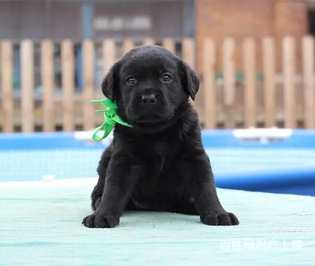 拉布拉多幼犬出售，纯种拉布拉多，自己繁殖纯种保证 - 图片 1