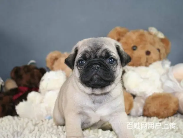 广州巴哥犬一只多少钱 实体犬舍 自家繁殖保健康 - 图片 7