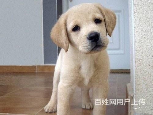 純種拉布拉多 奶白色拉布拉多三個月精品拉布拉多幼犬