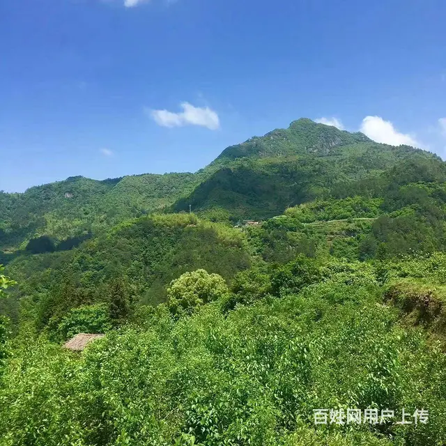 （极 致）武义大溪口的承包土地欲转让经营权！接手即可营业 - 图片 5