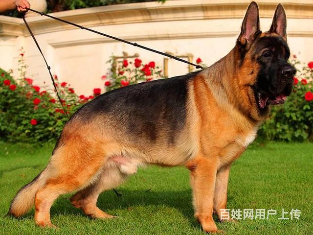 出售高端德国牧羊犬,品质优良血统纯正,全国送货上门的图片