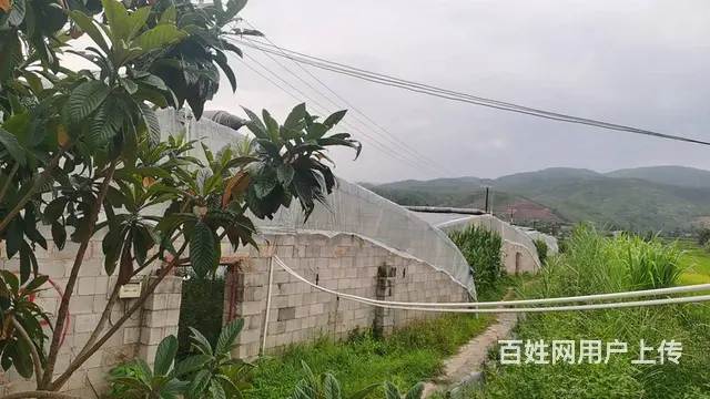 5751（商客网） 楚雄禄丰市彩云镇大棚转让 - 图片 1