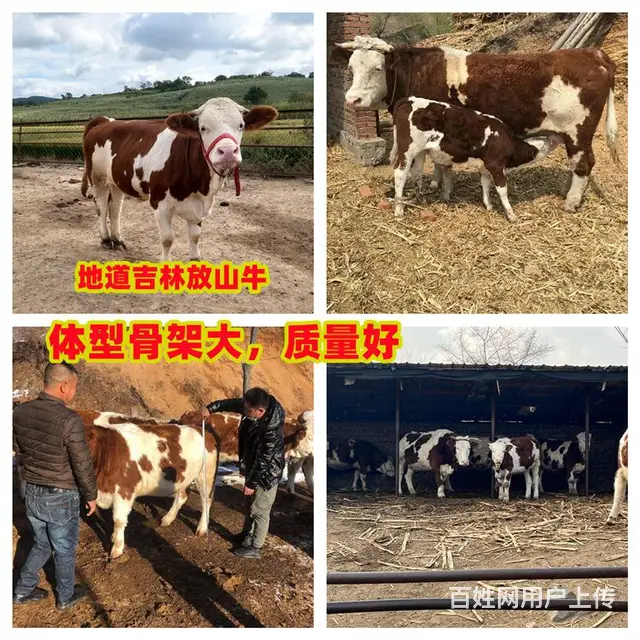四五百斤的 西门塔尔小牛 的价钱 - 图片