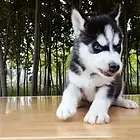枣庄哈士奇犬舍基地常年出售纯种哈士奇双血哈士奇幼犬
