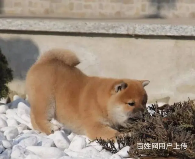 全国送货上门，基地直销，纯种柴犬包健康包纯种 - 图片 3