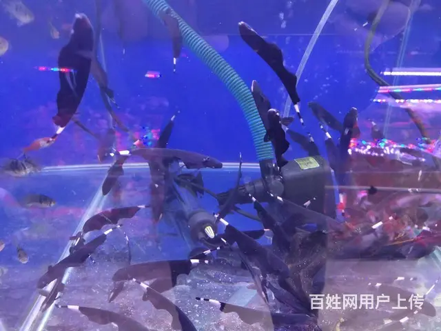 呈贡地区鱼缸清洗维修服务 - 图片 8