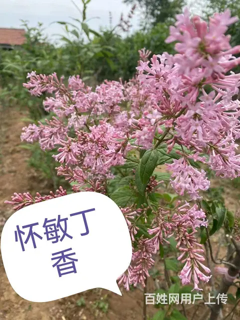 新品种花卉垂丝丁香欧丁香专业除杂草苗木修剪 - 图片 5