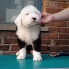 【货到付款】梅州古牧多少钱一只 古牧犬血统好吗