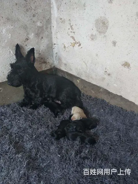 苏格兰梗幼犬小狗 - 图片 1