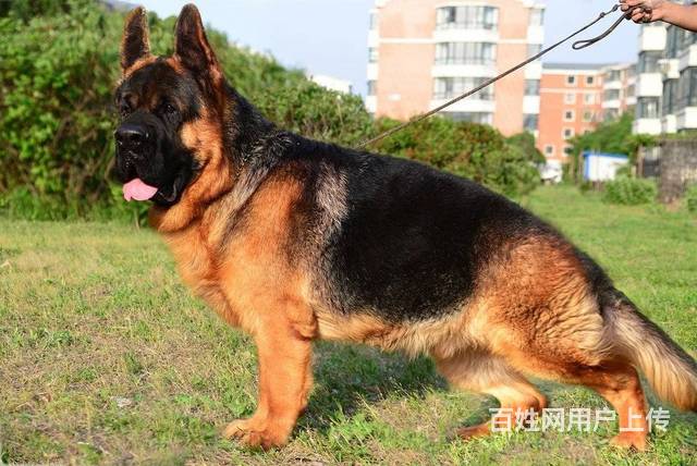 纯种牧羊犬价格 北京德牧锤系德牧 3到6个月德牧的图片
