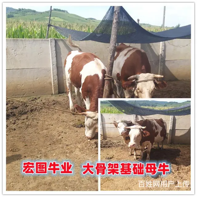 七八个月 西门塔尔牛大母牛 市场价多少 - 图片 1