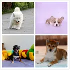 百色犬舍地址买狗上哪里选放心