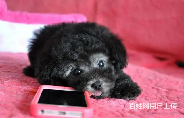 精品泰迪犬出售 玩具体 茶杯体 包纯种健康 可刷卡 - 图片 4