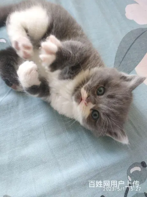 猫 - 图片 2