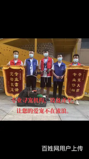 寻猫团队，找猫团队，寻宠机构 - 图片