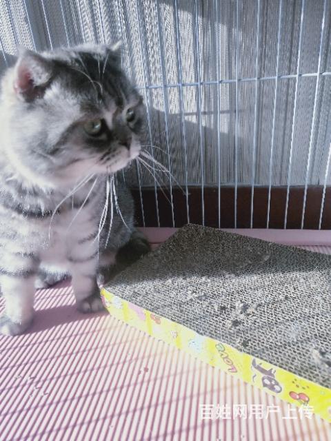 喜欢的的带走 - 阜新海州猫猫 - 阜新百姓网