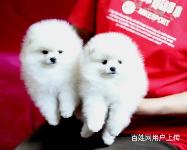现在哪有卖博美犬的 博美犬都有多少钱的 - 图片 12