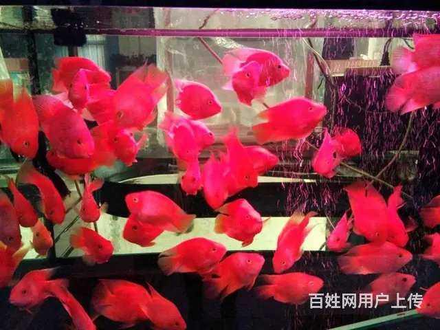 水簇服务 鱼缸换水清洗 鱼缸维修保养 - 图片 4