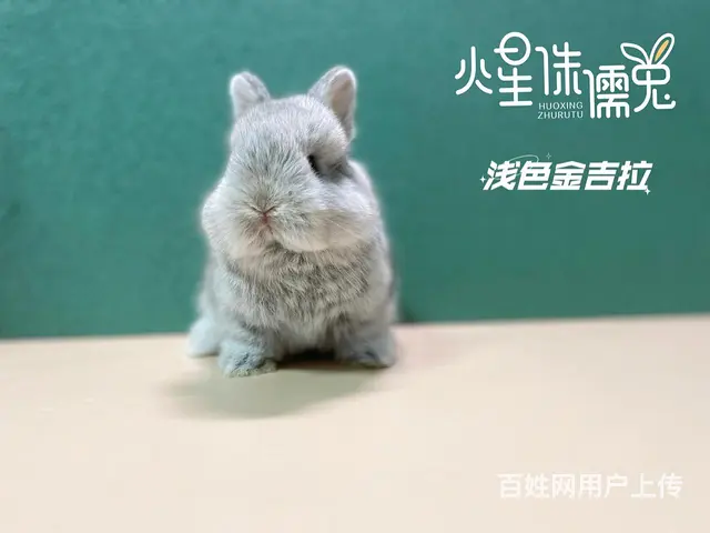 美国进口荷兰侏儒兔 - 图片 5