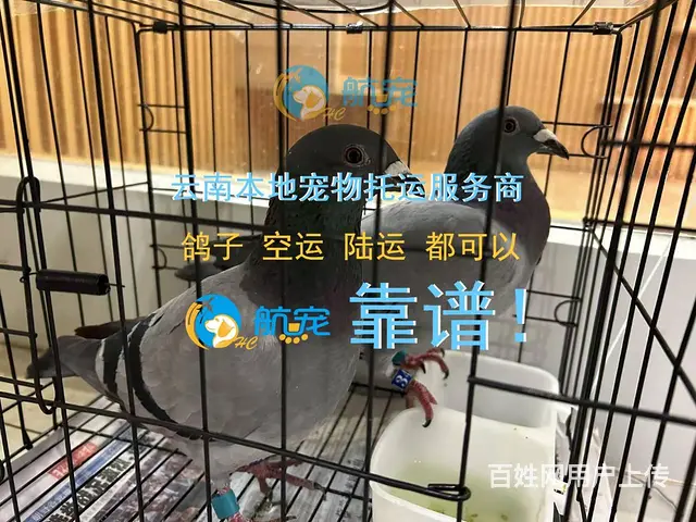 不是中间商 昆明富民县宠物托运全国 上门接 - 图片 3