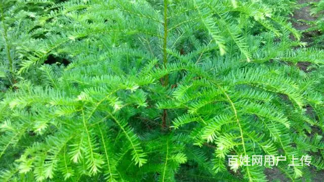 红豆杉低价急出售,高2~3米多，树型美，价钱优惠！ - 图片 2