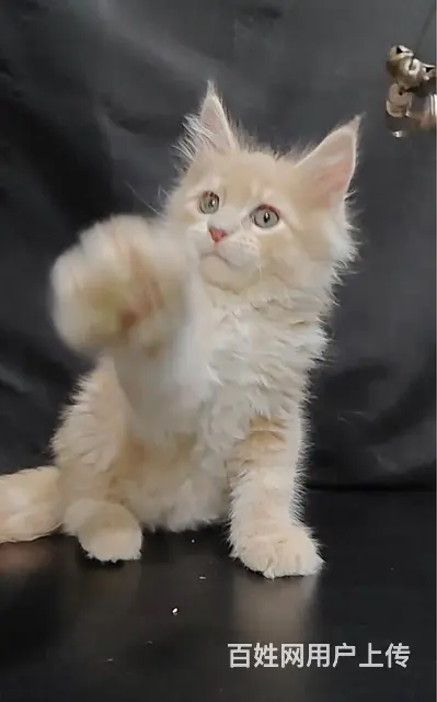 缅因猫 - 图片 3