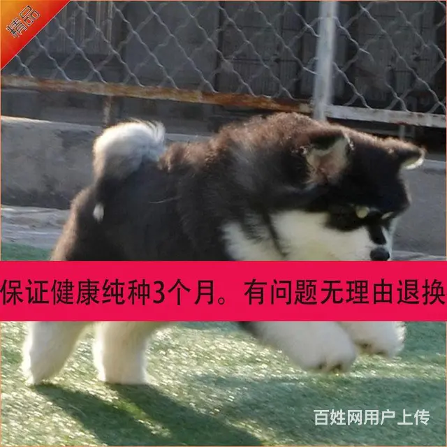 辽阳哪儿有纯种阿拉斯加出生，纯种阿拉斯加价位表 - 图片 12