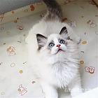 云南昭通双血统布偶猫一般多少钱