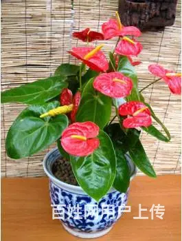 昆山绿植租赁 - 图片 5