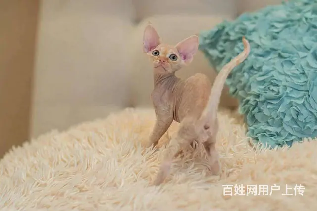 哪里有德文卷毛猫卖的 德文价格多少 包纯种包健康 - 图片 3