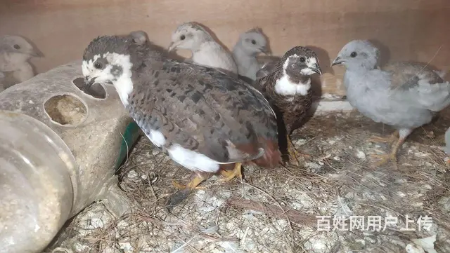 芦丁鸡和种蛋出售 - 图片 2