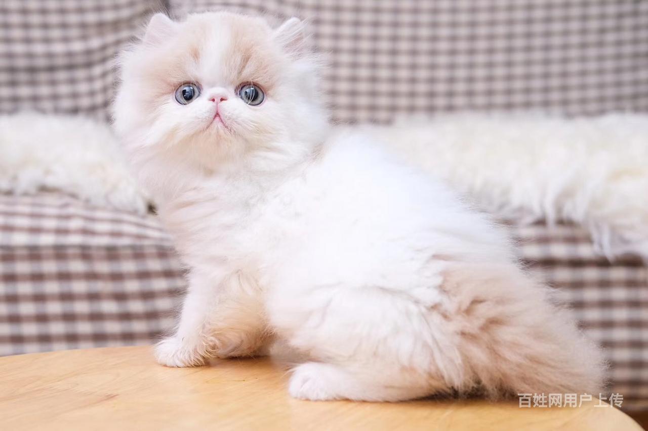 波斯猫哪里有卖的 波斯和加菲的区别 多少钱一只 图片
