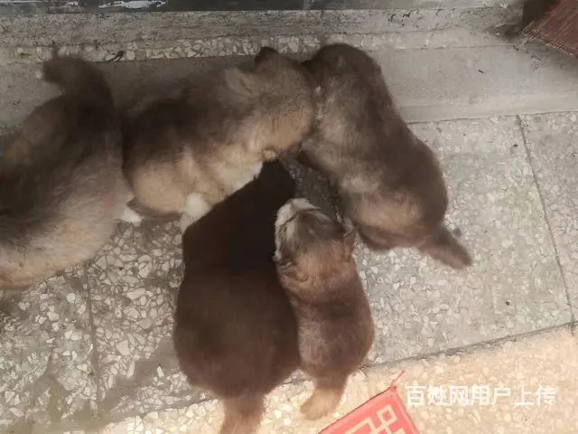 纯种阿拉斯加 - 图片 3