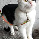 猫猫0元购
